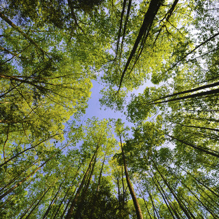 Tall trees forest blue sky 2 - free forest wallpaper for tablet