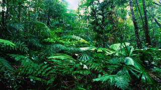 Lush green forest sunny jungle 6 - a lush green forest free wallpaper
