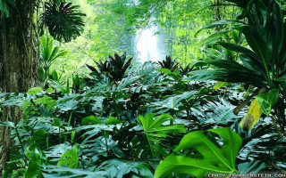 Lush green forest waterfall nature - jungle free wallpaper