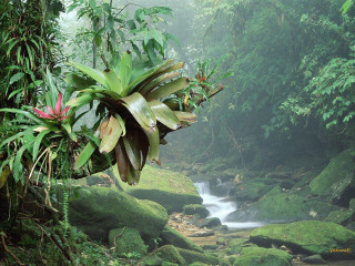 Lush forest stream trees plants - jungle free wallpaper