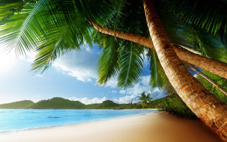Palm tree beach blue sky 27 - a blue sky and ocean in the background free wallpaper for desktop
