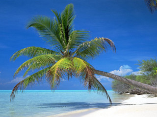 Palm tree beach clear blue - a white sand beach free wallpaper