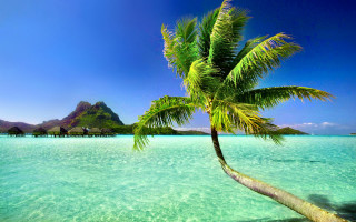 Palm tree water beach mountain - the water near a beach free wallpaper