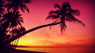 Palm tree sunset beach pink - a beach free wallpaper for desktop