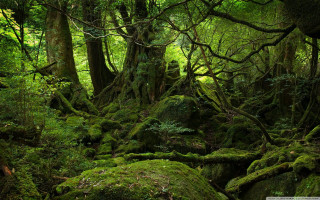 Mossy forest rocks trees background 2 - eizō katō free wallpaper for desktop