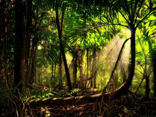 Sunbeam forest trees ferns light - tree and ferns free wallpaper