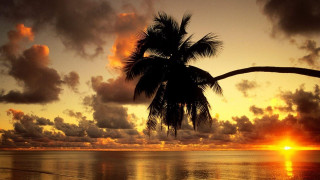 Sunset palm tree ocean clouds - against a sunset over the ocean free wallpaper for desktop