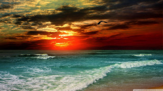 Bird flying ocean sunset bird - over the ocean free wallpaper