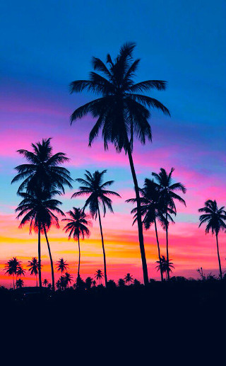 Sunset palm trees blue pink - a sunset free wallpaper for mobile