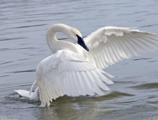 White swan flapping wings swimming - graceful free wallpaper