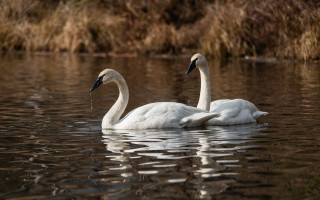 Swans swimming lake grassy area - animal free wallpaper for desktop