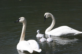 Swans swimming lake babies water - animal free wallpaper for desktop