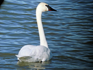 White swan black head neck - animal free wallpaper for desktop