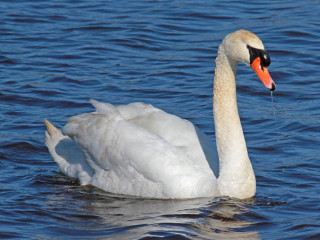 White swan swimming water red - orange beak free wallpaper