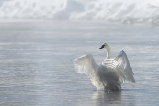 White swan flaps wings frozen - graceful free wallpaper