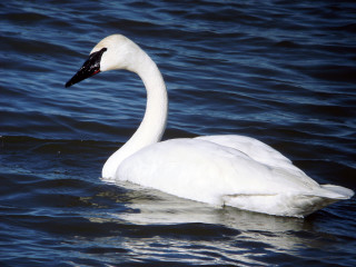White swan water precisionism jigsaw - free nature wallpaper for desktop