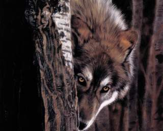 Wolf tree trunk looking distance - david palumbo free wallpaper