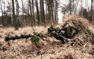 Logs forest grass trees fallen - carl gustaf pilo free wallpaper for desktop
