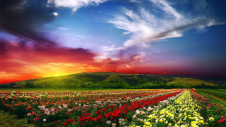 Field flowers cloudy sky sunset - arthur quartley free wallpaper for desktop