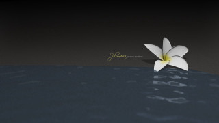 White flower floating water black - top of a body free wallpaper