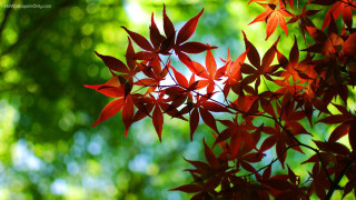 Close up red leaves green - a close up of a tree free wallpaper