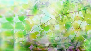 Glass vase plant table blurry - a glass vase free wallpaper