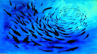 School of fish swimming ocean 2 - damien hirst free wallpaper