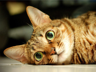 Curious cat green eyes shiba 2 - curious free wallpaper