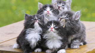 Kittens wooden table looking up - free cats wallpaper