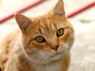 Sad cat sitting red object - a long tail free wallpaper