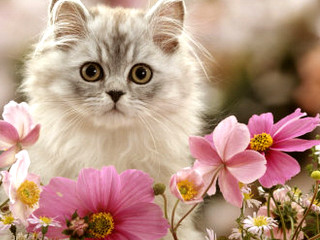 Cat surprised field flowers eyes - a cat free wallpaper