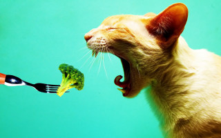 Cat eating broccoli fork mouth - a fork free wallpaper