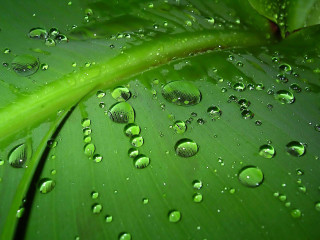 Green leaf water droplets macro 48 - a few leaf free wallpaper for desktop