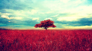 Lone tree tall grass cloudy - a blue sky and some clouds free wallpaper