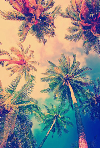 Palm trees sky retro filter - the picture free wallpaper for mobile