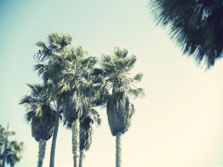 Palm trees blue sky clouds 2 - a group of palm trees free wallpaper