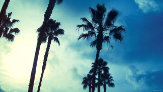 Palm trees sun clouds sky - a group of palm trees free wallpaper