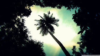 Palm tree silhouette blue sky - against a blue sky free wallpaper