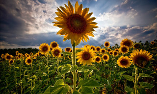 Sunflower field blue sky background - a sunflower free wallpaper