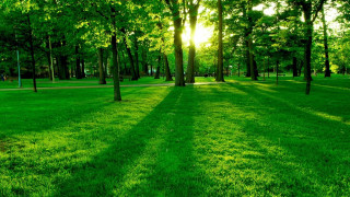 Park trees grass bench nature - the ground and a bench in the middle of the park free wallpaper