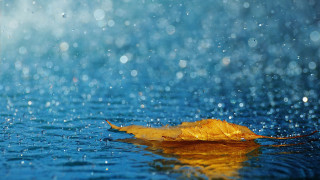 Leaf floating water rain blue 2 - rain free wallpaper