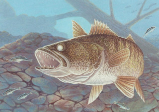 Fish illustration water rocks trees - ultra realistic illustration free wallpaper