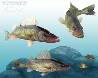 Three fish swimming water rocks - an illustration free wallpaper for desktop
