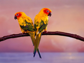 Yellow green birds branch pink - a branch together free wallpaper