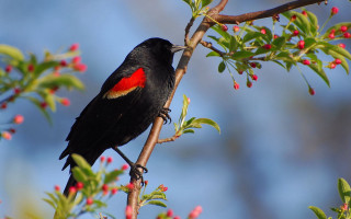 Black bird red chest tree - its chest free wallpaper