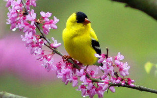 Yellow bird branch pink flowers - a yellow bird free wallpaper