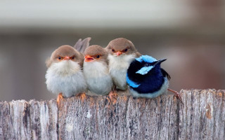 Three little birds sitting on 2 - a wooden fence free wallpaper