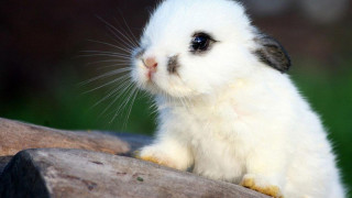 White rabbit wooden log green - esao free wallpaper for desktop