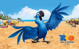 Blue bird black beak beach - a black beak free wallpaper