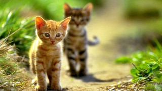 Kittens walking dirt path grass - a dirt path free wallpaper